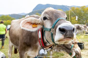 Fiera di Doccio 19.10.2025