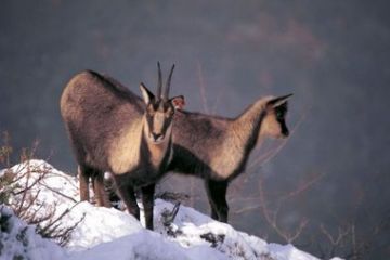 Lungo la strada per Meggiana - mamma e piccolo di camoscio